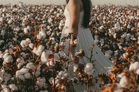 江苏常熟棉花姑娘放弃企业就业，回家乡创业种植棉花取得丰收